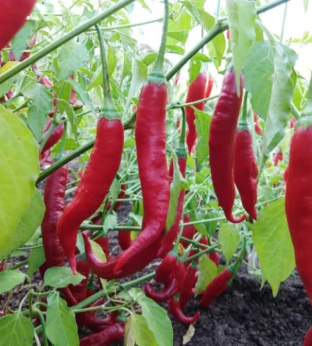 aji colorado hot pepper.jpg