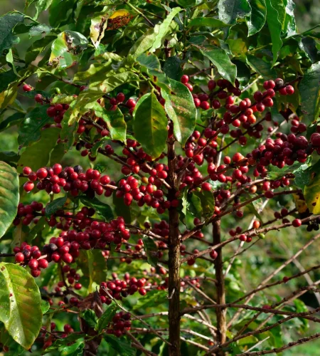 projeto cafe gato mourisco wg 9diu1msk unsplash 91d28907 0d84 4c8b b9f5 3621764a8350.jpg